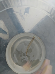 Atherinops affinis
