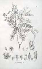 Paubrasilia echinata