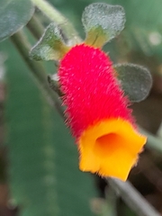 Manettia paraguariensis, photograph E. Goossen, CC BY, iNaturalist via GBIF
