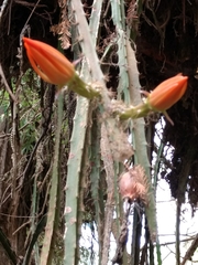 Disocactus speciosus