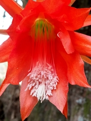 Disocactus speciosus