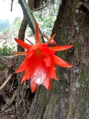 Disocactus speciosus
