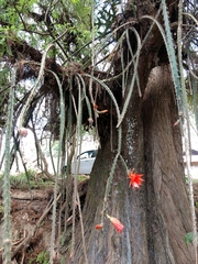 Disocactus speciosus