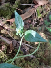 Manettia paraguariensis, photograph E. Goossen, CC BY, iNaturalist via GBIF