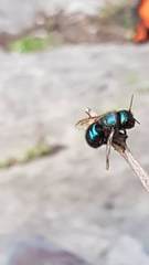 Osmia ribifloris ribifloris