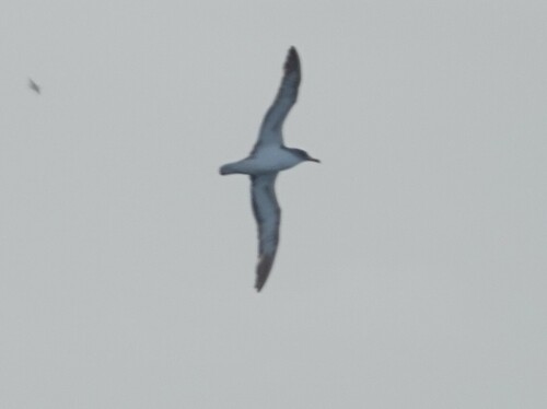 Pardela cenicienta atlántica (Calonectris borealis)