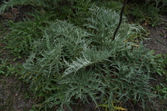 Cynara cardunculus
