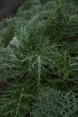 Cynara cardunculus