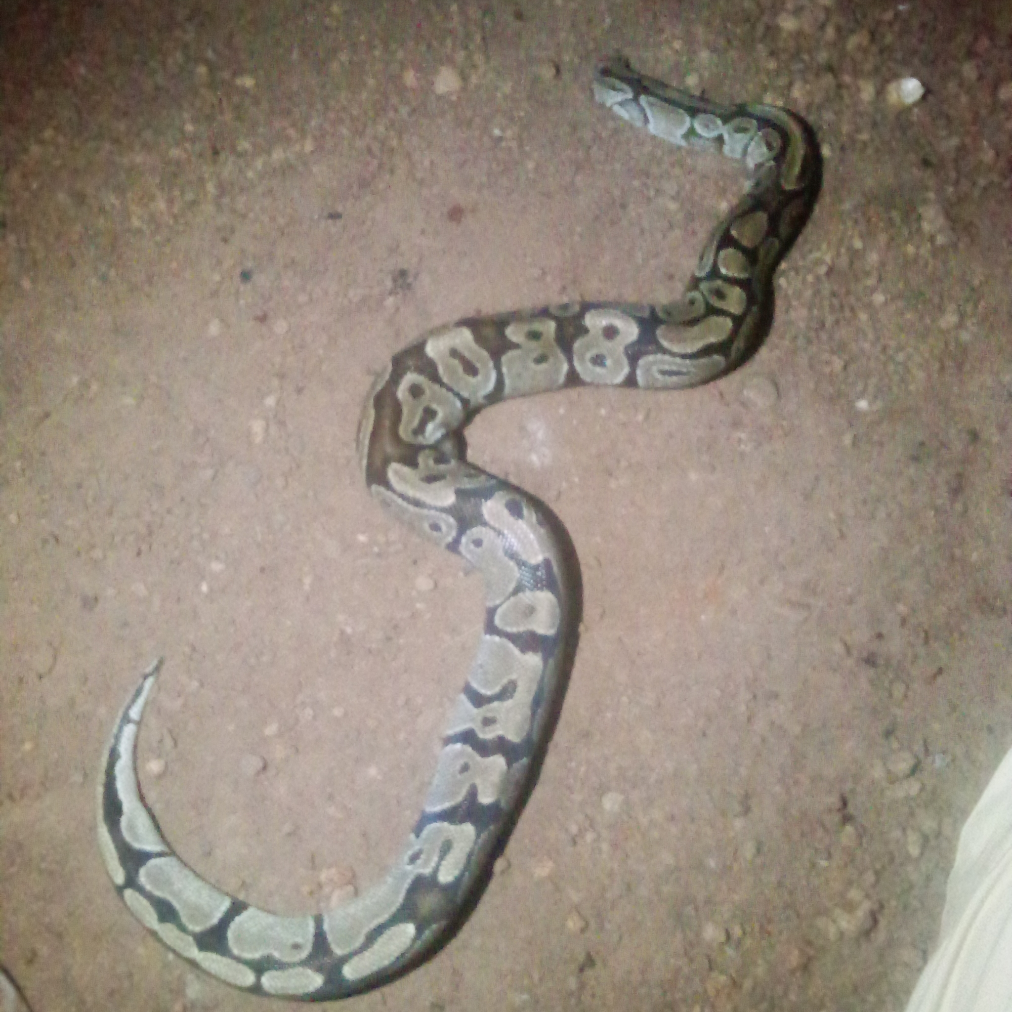 Python regius