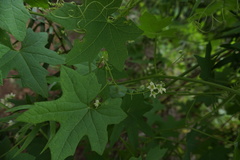 Marah macrocarpa