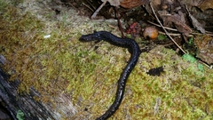 Plethodon richmondi