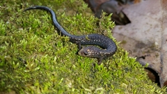 Plethodon richmondi