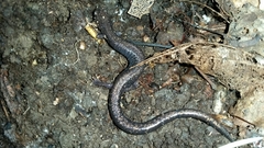 Plethodon richmondi