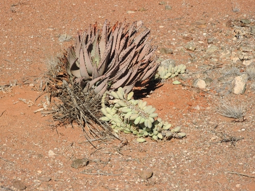 Image of Aloe claviflora by (c) Noeleen du Toit, some rights reserved (CC BY-SA)