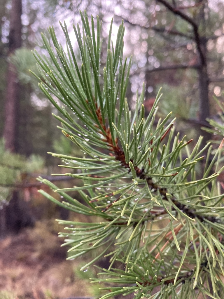 Interior Lodgepole Pine from Deschutes County, USOR, US on October 14, 2023 at 0720 AM by