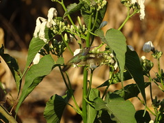 Chionomesa lactea