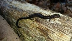 Plethodon richmondi