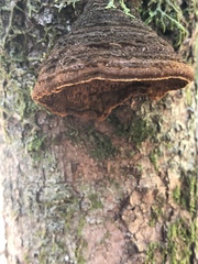 Porodaedalea
