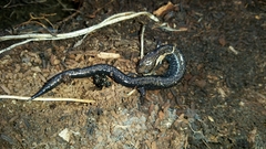 Plethodon richmondi