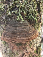 Porodaedalea