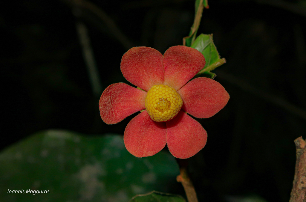 Large-leaved Uvaria
