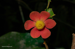 Uvaria littoralis, photograph Ioannis Magouras, CC BY, iNaturalist via GBIF
