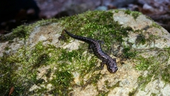 Plethodon welleri