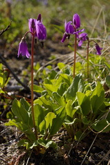 Primula frigida