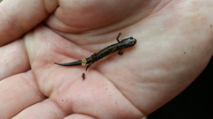 Plethodon welleri