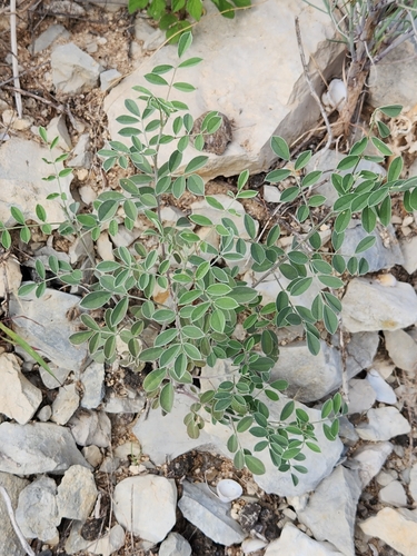 Image of Indigofera lindheimeriana by (c) Jo Roberts, some rights reserved (CC BY)