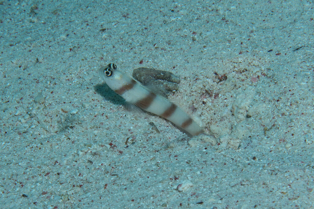 Steinitz' goby