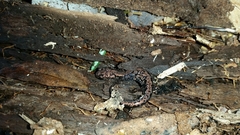 Plethodon welleri
