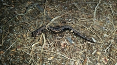 Plethodon welleri