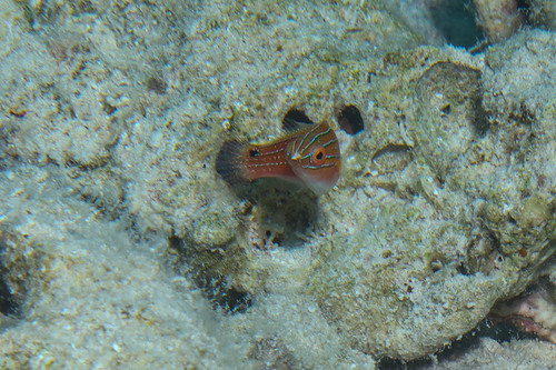 Cirrhilabrus rubriventralis