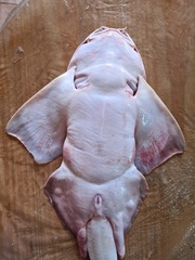 Angular Angelshark photo 3