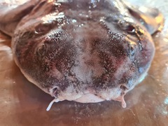 Angular Angelshark photo 2