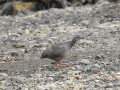 Crypturellus cinnamomeus
