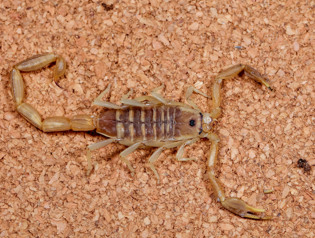 Orange Lesser-Thicktail Scorpion from Ohangwena, NA on October 13, 2023 ...