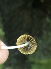 Psathyrella prona