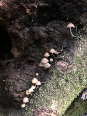 Psathyrella prona