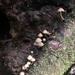 Psathyrella prona - Photo (c) satucker, some rights reserved (CC BY-NC), uploaded by satucker