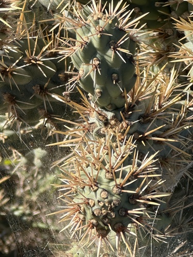Coast Cholla