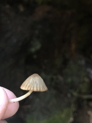 Psathyrella prona