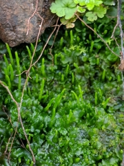 Anthoceros