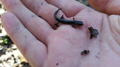 Plethodon glutinosus