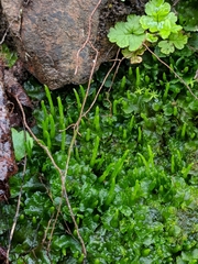 Anthoceros