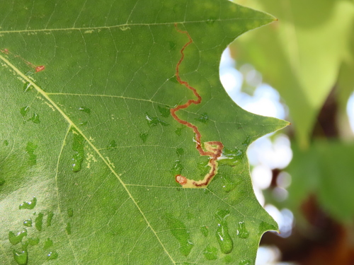 Acalyptris platani