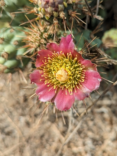 Coast Cholla