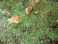 Pinus banksiana image