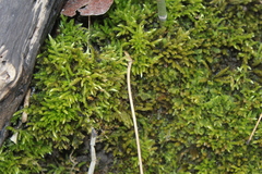 Brachythecium laetum